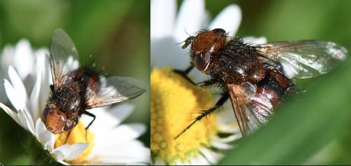 Gonia ornata